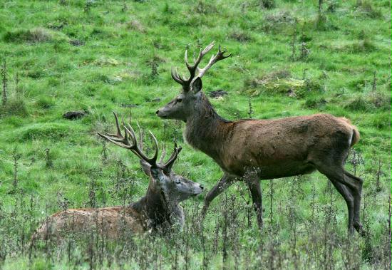 Red Deer <i>Cervus elaphus</i>